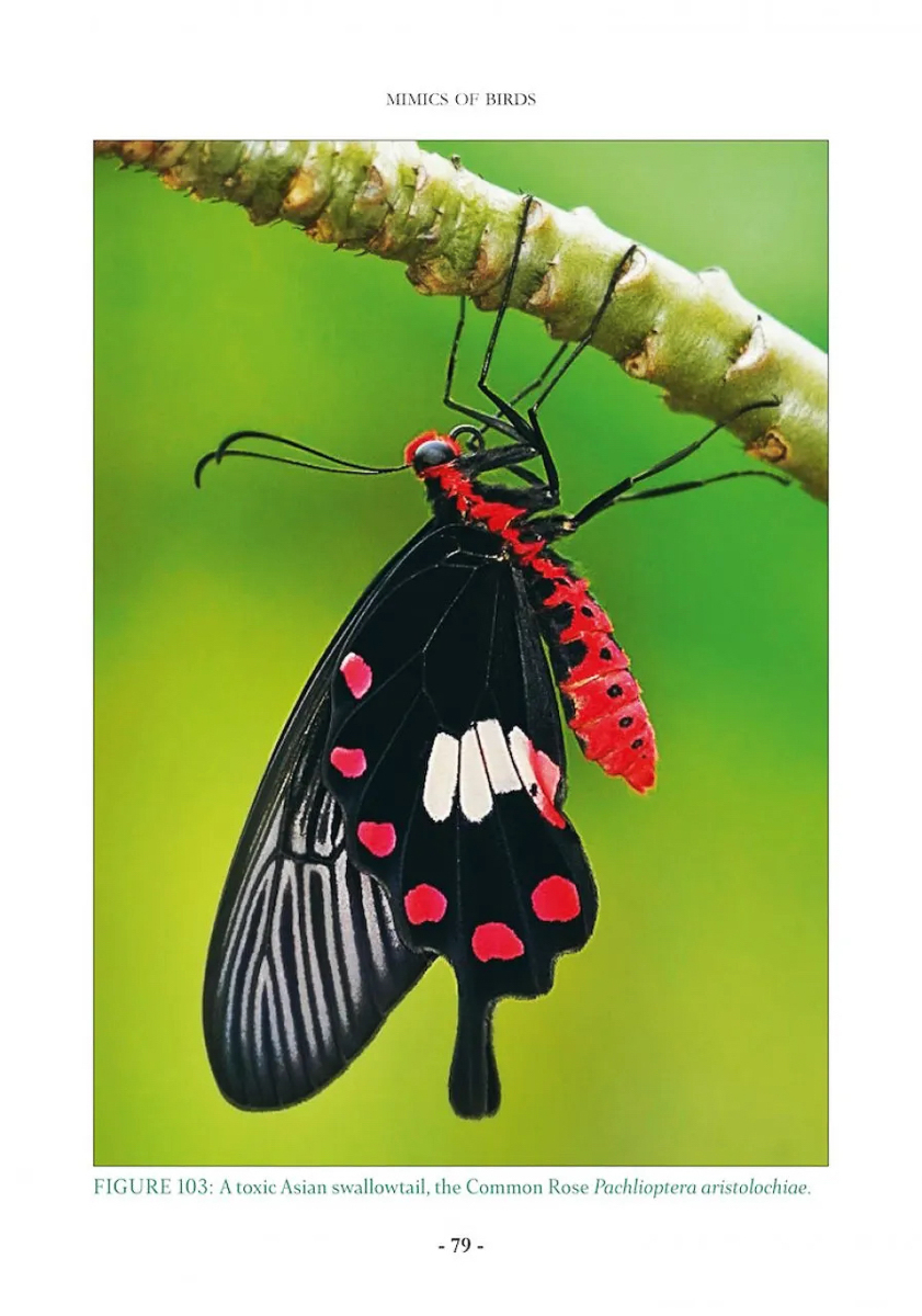 Butterfly Proboscis (Straw & Sponge) - The Infinite Spider