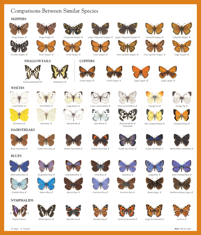 British Day Flying Moths Identification Guide Fsc Moths Guide Ubicaciondepersonas Cdmx Gob Mx